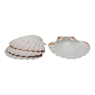 HIC Baking Shells Large 4" White Natural Scallop Shell