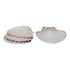 HIC Baking Shells Large 4" White Natural Scallop Shell