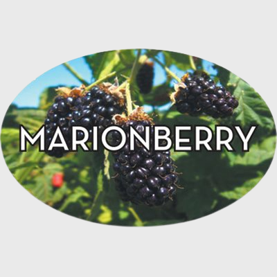Standard Flavor Label Marionberry - 500/Roll