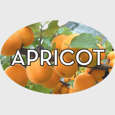 Standard Flavor Label Apricot - 500/Roll